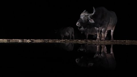 Cape Buffalo lit from side at night chews cud, reflected in dark pond
