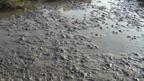 Static shot capturing the ecosystem of Gaomei wetland preservation area, with movements of many species of crustaceans and burrows on coastal tidal flats, Taichung, Taiwan.
