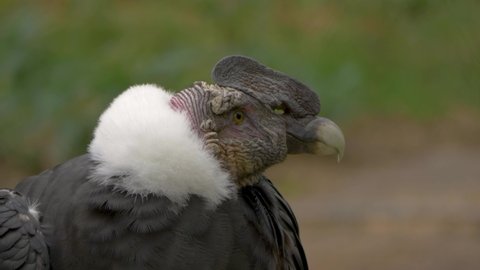 Portrait CloseUp of Andean Condor Bird of prey looking around