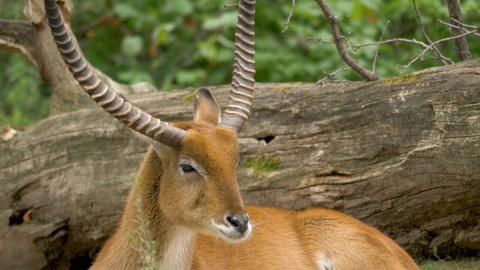 Portrait of Horned Impala Antelope lying amidst green european forest