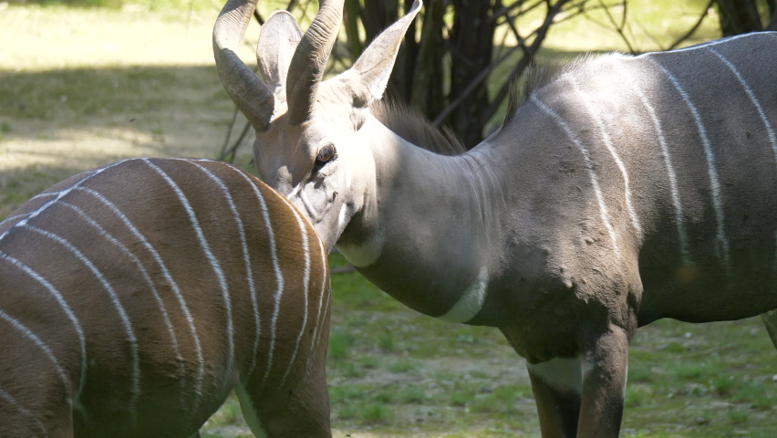 Close up of Lesser Kudu, Tragelaphus imberbis a Forest Antelope in African National Park- Slow motion shot