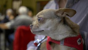 Small Chihuahua in the arms of his master. Slow motion 4K