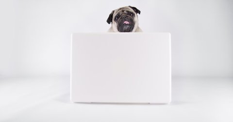 Funny cute pug dog with notebook, watch the screen. White background. Dog hides behind the laptop peeps out. Interesting media content. Tilting head with surprise. Funny pet with notebook. Funny face