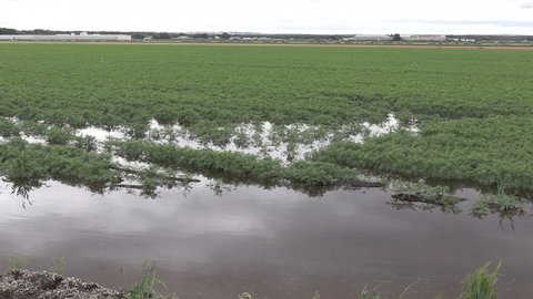 Bradford, Ontario, Canada September 2021 Major flooding of farm fields full of crops at harvest season after heavy rain storm.