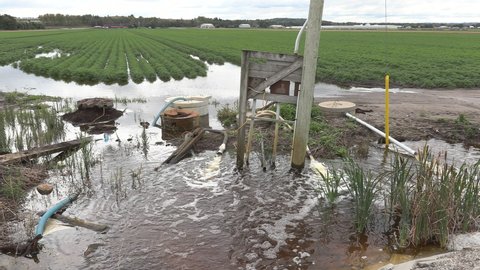 Bradford, Ontario, Canada September 2021 Major flooding of farm fields full of crops at harvest season after heavy rain storm.