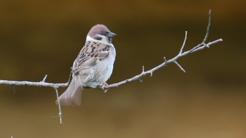 The singing Eurasian Tree Sparrow Passer montanus. Close up.