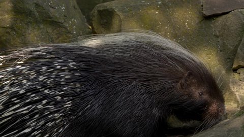 Large Cape porcupine climbing up rocks in captivity enclosure
