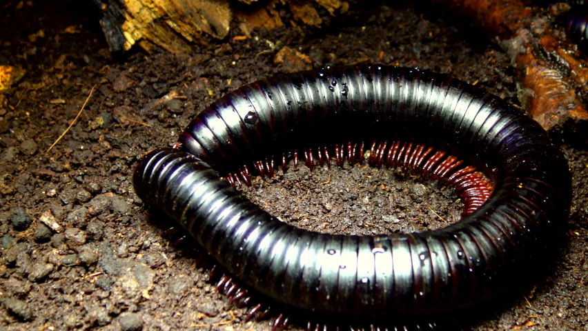 The giant African millipede (Archispirostreptus gigas), is one of the largest millipedes