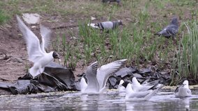 slow motion video with group of gulls in flight
