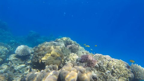 Slow motion, Colorful tropical fishes swims near beautiful coral reef on the shallow water. Underwater life in the ocean. Camera slowly moves sideway to the left side