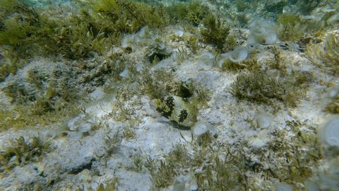 Moray eel peeking out of a burrow in a coral reef covered with algae. Snowflake moray or Starry moray ell (Echidna nebulosa). Slow motion