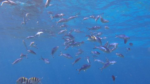 Shoal of Fusilier fish swims in the blue water near under surface. School of Lunar Fusilier (Caesio lunaris). Slow motion