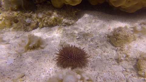 Close-up of tropical fishes of different species eating injured Burrowing Urchin or Rock-Boring Urchin (Echinometra mathaei) lie on the seabed covered with corals and algae. (4K-60fps)