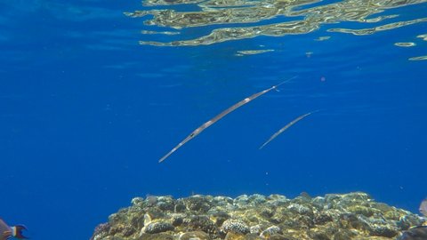 Group of Cornetfish morning hunting over top of the coral reef on the shallow water in the sunshine. Bluespotted Cornetfish (Fistularia commersonii). 4K-60fps