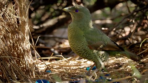 a high frame rate close up clip of a female satin bowerbird bower at a bower in a forest on the central coast of nsw, australia