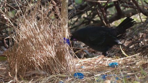 a male satin bowerbird's mating dance with a female in his bower at a forest on the central coast of nsw, australia