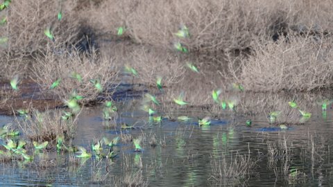 a flock of budgies drinking from pool at redbank waterhole near alice springs in the northern territory, australia