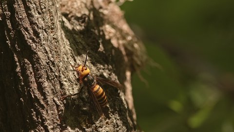 Asian giant hornet cleaning antennae and body.