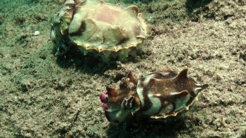 male and female flamboyant cuttlefish walking side by side over reef, male showing vibrant colors, female pale skin matching reef colors. Female stretches arms, maybe courtship or feeding behaviour