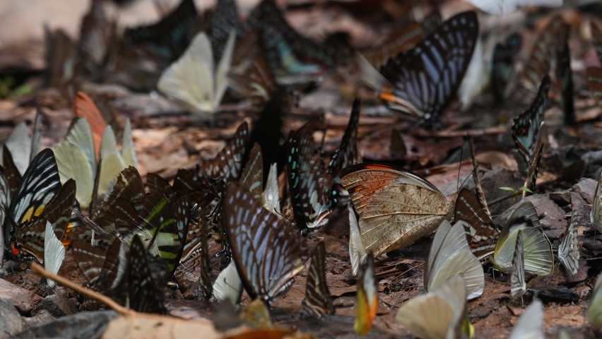 Assorted coloured butterflies feeding on minerals on the forest ground while others white butterflies fly around, Kaeng Krachan National Park, Thailand.