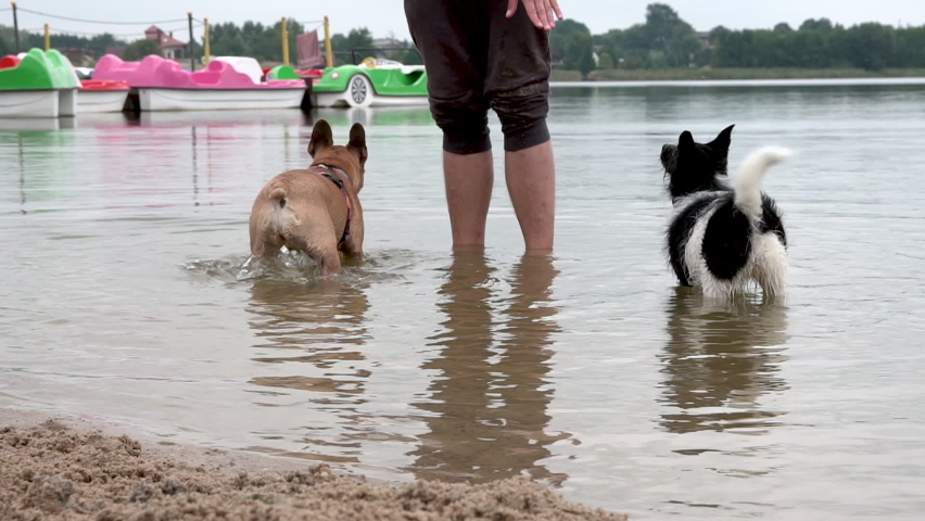 The trainer gives hand gesture commands to dogs to enter and dive the river water