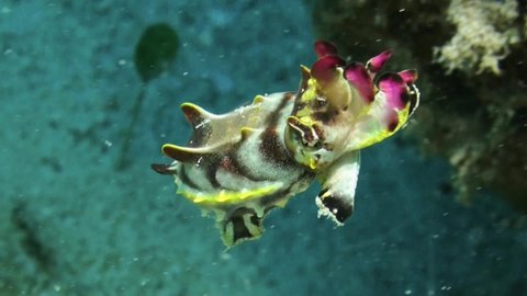 flamboyant cuttlefish swims using flaps of mantle, reaches coral reef