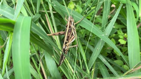 Schistocerca is a genus of grasshoppers, commonly called bird grasshoppers, many of which swarm as locusts. The best known species is probably the desert locust. Bird grasshopper sitting on leaves. 