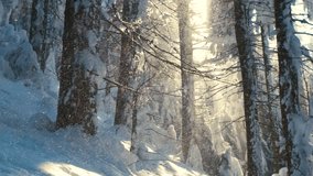 Bright sunny landscape with falling snow between pine trees during heavy snowfall in winter dense forest on cold quiet evening. - Powered by Shutterstock - Get 15% off with code: PIKWIZARD15