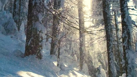 Bright sunny landscape with falling snow between pine trees during heavy snowfall in winter dense forest on cold quiet evening.