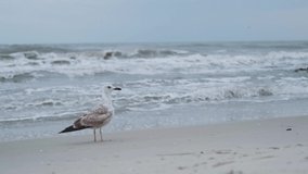 Seagull taking off from sandy shore of stormy sea with foaming waves