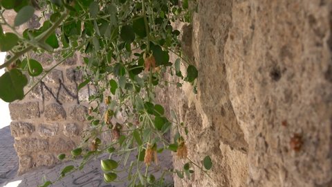 Midyat, Mardin, Turkey - 10th of June 2021: 4K Medieval wall and caper plant on it in ancient Midyat
