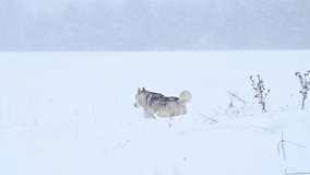 Winter forest and dog walk, predator dog in the forest, wolf family and view.