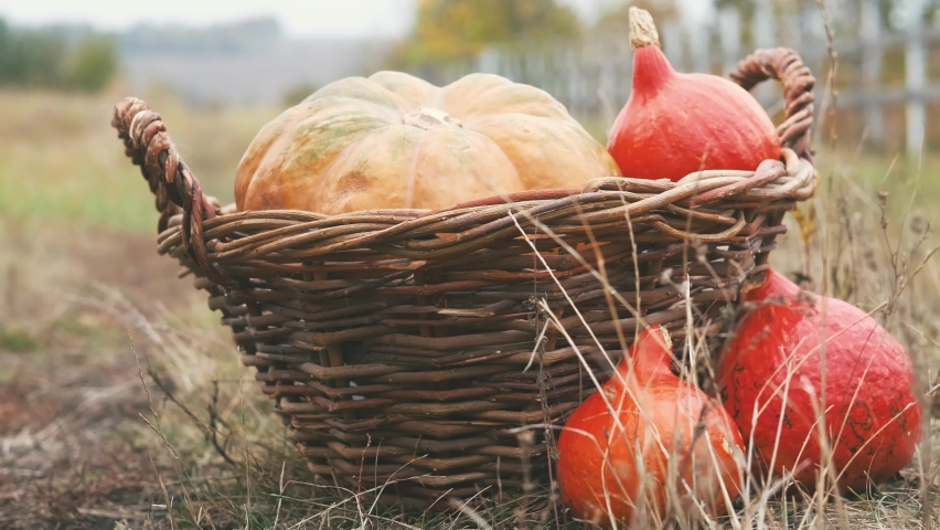 Halloween pumpkins with faces standing near basket full of traditional festive vegatables
