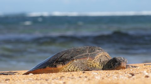 Large sea turtle resting on white sand beach, relaxing in warm sunset light with ocean on background on sunny summer day. Beautiful turtle on Hawaii beach at blue sea and sky, USA. 4K wildlife footage