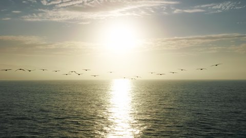 Breathtaking flight behind flock of wild pelican birds toward the epic golden sunset above scenic ocean landscape until the endless horizon. Cinematic bird eye view, wild marine nature background 4K