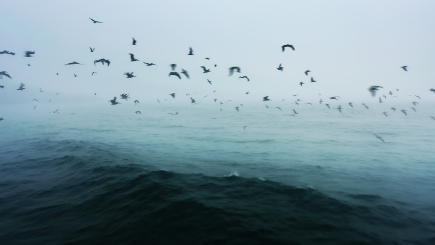 Epic drone flight behind and between wild sea birds, pelicans and seagulls above ocean waves in the cloud. Cinematic bird-eye view of flying in flock of wild birds on overcast day. Nautical background