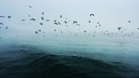 Epic drone flight behind and between wild sea birds, pelicans and seagulls above ocean waves in the cloud. Cinematic bird-eye view of flying in flock of wild birds on overcast day. Nautical background