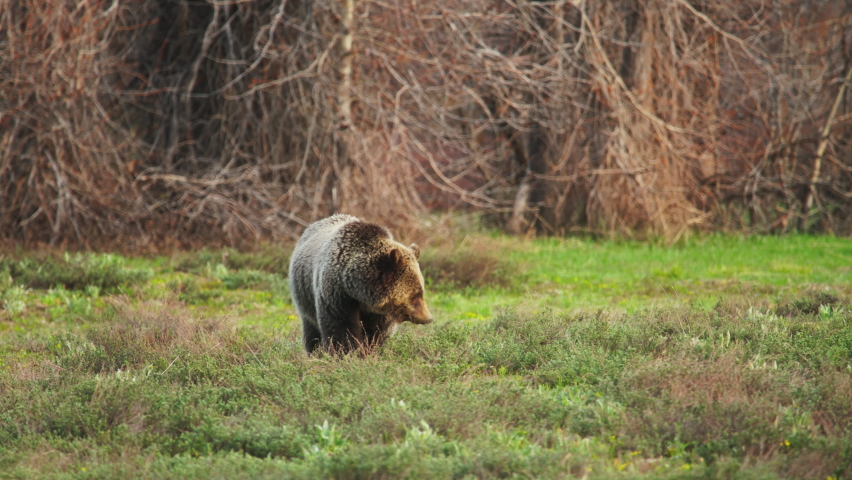 Huge grizzly mamma bear eating grass on the green forest meadow. Brown bear or ursa bear one of the largest land mammal predators. Wildlife conservation in Yelowstone National park, USA 4K wildlife