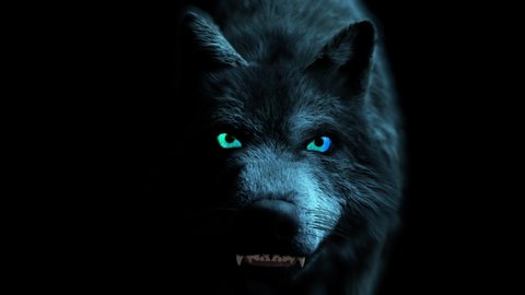 Scary Wolf: The monster comes out of the dark, growls and bites. Disturbing lighting of the animal creates a horror atmosphere.
