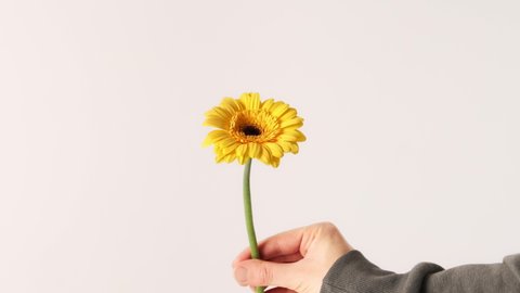 Hand gives yellow gerbera flower on a white background. Delivery of flowers for the holidays.