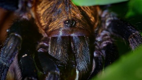 Costa Rican Suntiger Tarantula - Davus ruficeps is a species of spiders in the family Theraphosidae (tarantulas), formerly included in Cyclosternum, Black and blue big spider from Costa Rica
