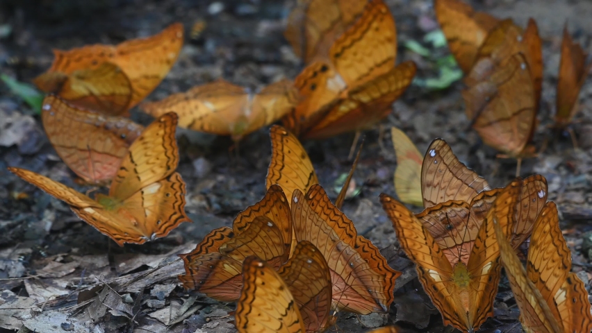 Having a good time feeding on minerals on the forest ground while other butterflies fly around; Thai Cruiser, Vindula erota, Kaeng Krachan National Park, UNESCO World Heritage, Thailand.