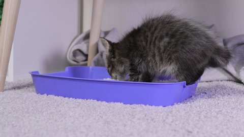 A small gray kitten urinates in a blue toilet tray with white silica gel litter at home.