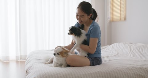 Asia lady girl smile sitting on bed joy fun playing with little cute dog or small pet in good warm happy time humor at cozy home. Teen enjoy rest in weekend life balance with baby paw or pet toy.