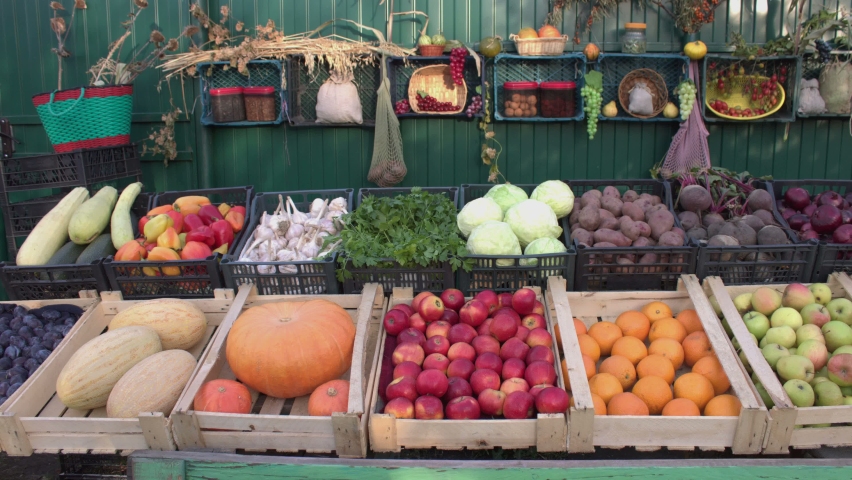 Vegetables and fruits on the market counter: corn, apples, oranges, pumpkin, melon,  eggplant, onion, beet, potato, cabbage, parsley, garlic, pepper, zucchini.