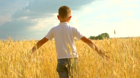 Little boy walking and touching wheat ears on the field. Kid hand touching yellow wheat ears closeup. Harvest concept. Harvesting concept. Slow motion 240 fps, HD 1080p, high speed camera
