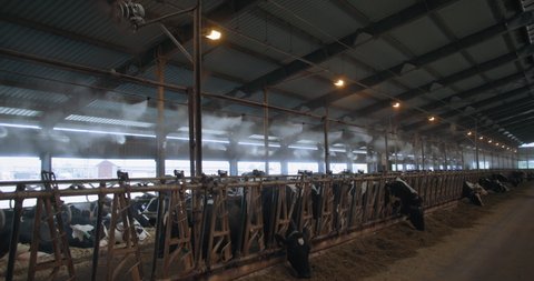 lot of cows eat in the stall in a cow house, the barn has industrial humidifiers and a ventilation system