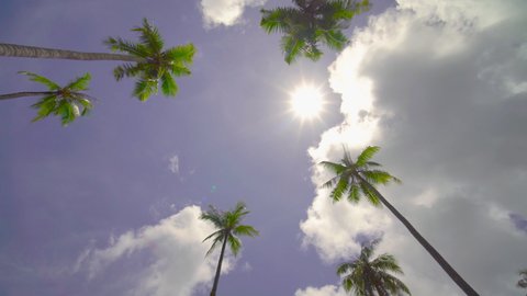 Low angle view Coconut tree blue sky and sunlight in sunny day. Shot on Gimbal high quality slow movement