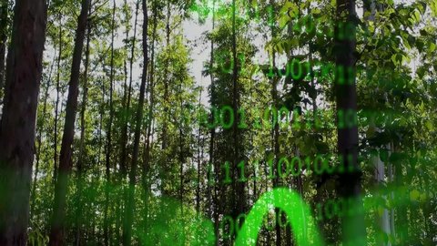 Eucalyptus forest binary numbers counter. Amazonia forest. Carbon emission reduction. Eucalyptus trees. Carbon emission reduction. Environment preservation. Amazon forest. Forest green binary code.