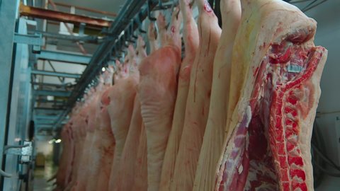 Huge amounts of freshly cut pork are suspended on hook at intensive slaughterhouse. Many Pork bodies are suspended at meat factory warehouse. Pork is suspended in the air at the butchery storage room